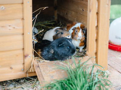 Meerschweinchen beobachten