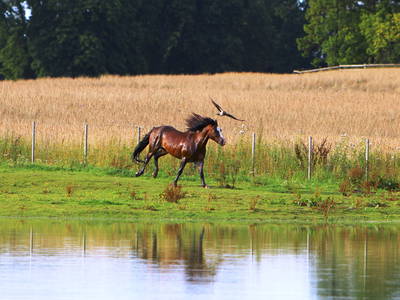 Bild 48 aus  FerienGut Dalwitz     www.feriengutdalwitz.de