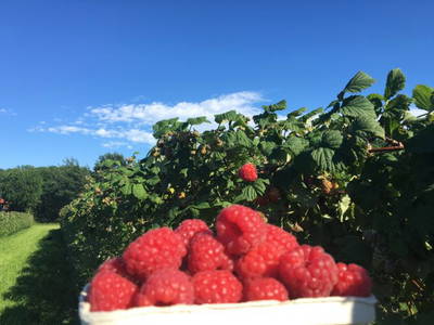 Bild 44 aus  Ferienhof Stegen