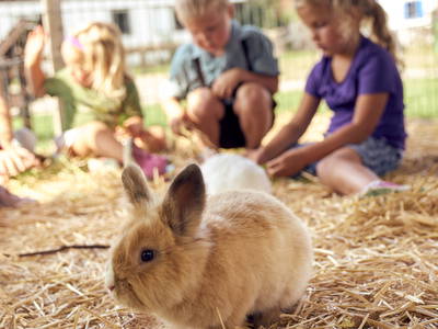 Bild 6 aus  Ponyferienhof