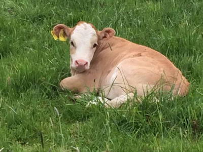 Bild 18 aus  Hof Hagdorn