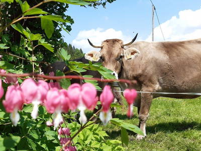 Bild 5 aus  Landhaus Alt mit Bauernhof