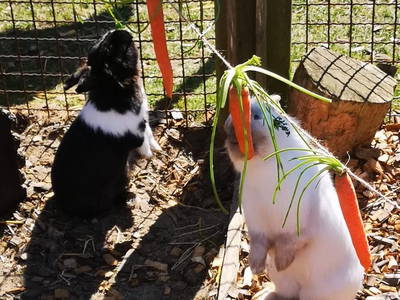 Bild 27 aus  Ferienhof Presener Deichkrone