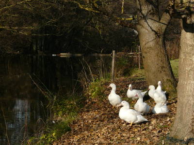 Bild 38 aus  Hubertushof, der Bilderbuchbauernhof