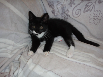 Bild 12 aus  Piratenhof Störtenbecker