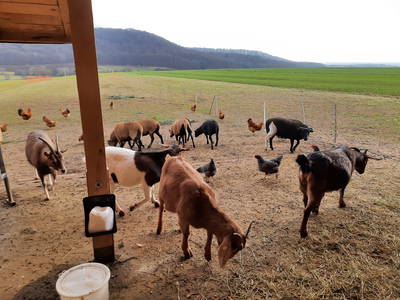 Bild 31 aus  Steigerwälder Zwergenhof ihr kleiner Kinder-Bauernhof für Familien- und Gruppenurlaube