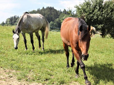 Bild 35 aus  Ferienwohnung Wenzl