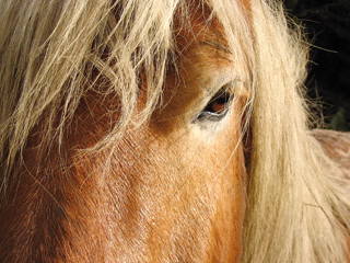 Bild 5 aus  Ferienhof Wibbeling am Hemmelsdorfer See