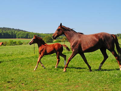 Bild 18 aus  Landhotel-Ferienhof Schneider