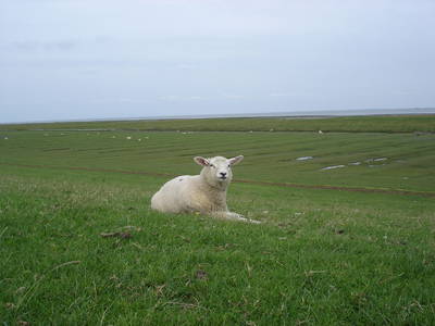 Lamm am Deich
