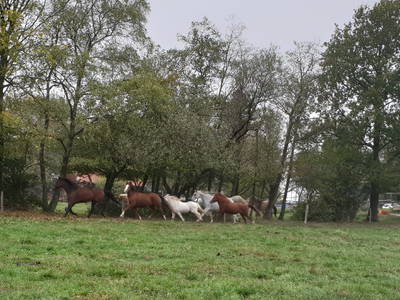 Bild 20 aus  Ferienhof-Marx