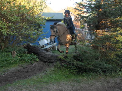 Bild 17 aus  Fjordgestüt Süderstapel GbR