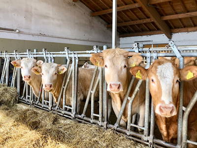 Bild 13 aus  Auf'm Hof