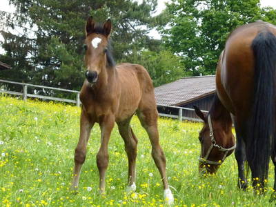 Rottaler Pferde vom Aussterben bedroht- gezüchtet auf Gut Feuerschwendt