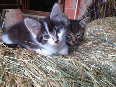 Bild 12 aus  Ferienpension-Bauernhof Mattenhof
