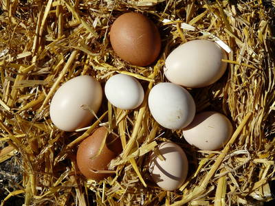 Bild 22 aus  Hof in Liebesdorf