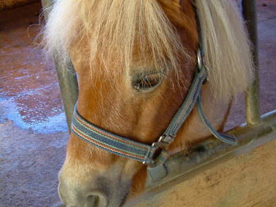 Bild 27 aus  Ferienhof Heuel