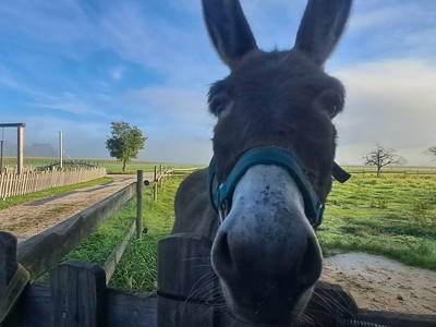 Bild 17 aus  Niederauer Hof