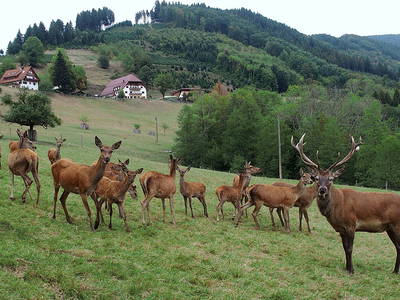 Bild 12 aus  Hirzighof