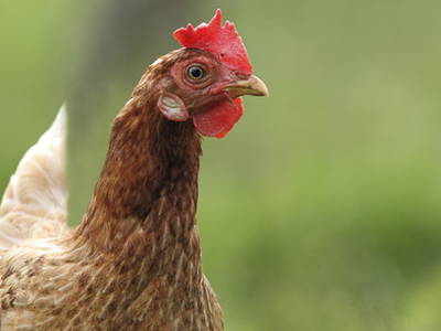 Bild 7 aus  Thalerhof