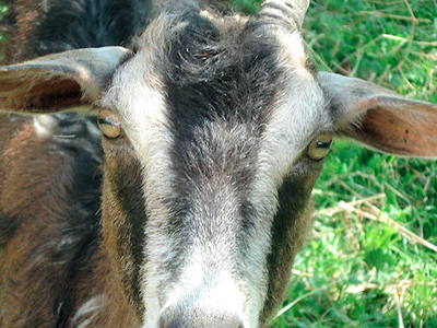 Bild 12 aus  Ferienhof Siber