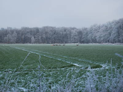 Bild 80 aus  Ahoi Ostsee:  Bauernhof und OstseeUrlaub - Ferienhof Becker in Dahme