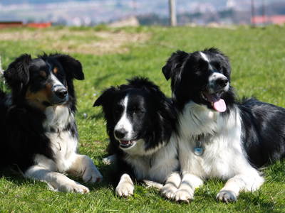 Bild 9 aus  Bauernhof Rupertiblick