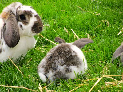 Bild 28 aus  Frankhof