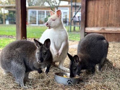 Bild 17 aus  Premium - Ferienhof Lunau an der Ostsee