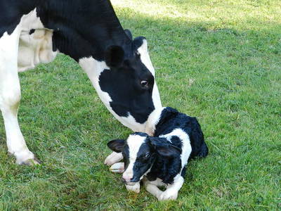 Bild 10 aus  Lärchhof