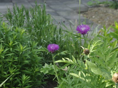 Bild 4 aus  Ferienhof Schaffer