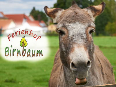 Bild 2 aus  Ferienhof Birnbaum