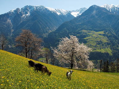 Bild 17 aus  Pension Sonnegg