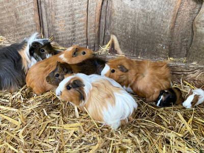 Unsere Meerschweinchenrotte :) ...