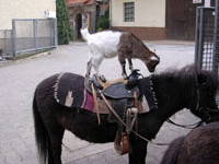 Bild 8 aus  Gasthof zum Grünen Baum