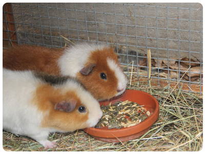 Bild 7 aus  Hasenhof