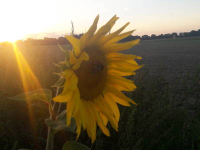 Bild 11 aus  Bauernhof Wujanz