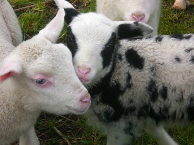 Bild 13 aus  Katrin's Ferienhof