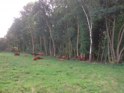Bild 20 aus  Ferienwohnungen Strobel Eichstegen
