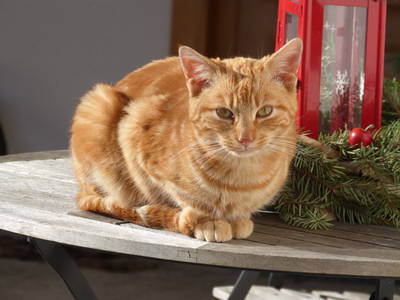 Bild 8 aus  Am Holderbusch