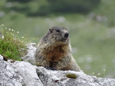 Bild 13 aus  Lechnerhof