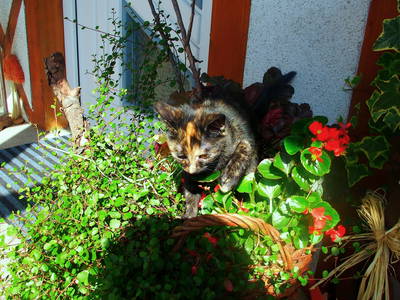 Bild 9 aus  Hochenhof