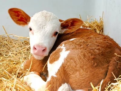 Bild 9 aus  Oberhöherhof