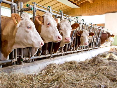 Bild 10 aus  Untersieglerhof