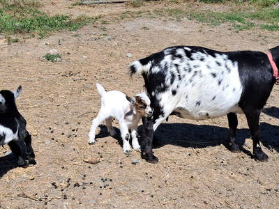 Zwergziegennachwuchs