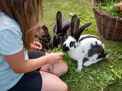 Hasen füttern und streicheln
