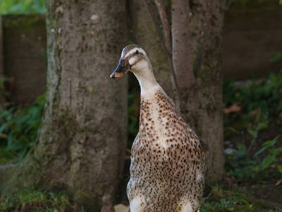 Bild 13 aus  Ferienhof Hitzelberger