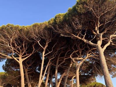 Bild 21 aus  Wunderschönes Haus im Wald am Meer in der Toskana