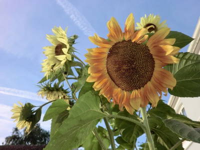 Bild 32 aus  Ferienhof Rauert