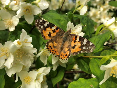 Bild 33 aus  Gut Büchenau  -  Auszeit für Erholungsuchende & Naturliebhaber